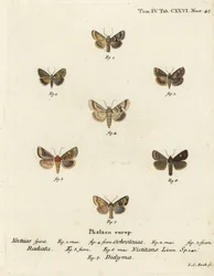Donkere sallow, Eremobia ochroleuca 1,4, Cynaeda dentalis 2,3, oormot, Amphipoea oculea 5,6, en gewone rustieke, Mesapamea secalis 7. Handgekleurde kopergravure door Johann Carl Bock