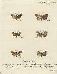 Gefronste kastanje, Agrochola helvola 1,2, gestippelde kastanje, Conistra rubiginea 3,4, bruine lijn heldere oog, Mythimna conigera 5, en drievoudige lijnen, Charanyca trigrammica 6. Handgekleurde kopergravure door Johann Carl Bock naar Eugenius Johann Chr