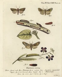 Bevroren oranje mot, Gortyna flavago, en hoekschaduwen, Phlogophora meticulosa. Handgekleurde kopergravure door Johann Carl Bock naar Eugenius Johann Christoph Esper