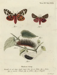 Tuiniertijgermot of grote tijgermot, Arctia caja