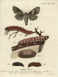 Houtboorder, Cossus cossus