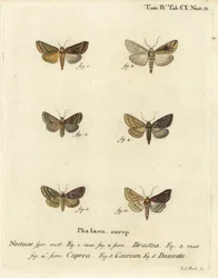 Gouden spangle, Autographa bractea 1,2, Euchalcia modestoides 3,4, Lamprotes c-aureum 5 en Panchrysia deaurata 6. Handgekleurde kopergravure door Johann Carl Bock