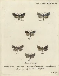 Groene zilvergespikkelde haai, Cucullia argentea 1,2, herfstachtige rustieke, Eugnorisma glareosa 4, cijfer van tachtig, Tethea ocularis 4-6. Handgekleurde kopergravure door Johann Carl Bock naar Eugenius Johann Christoph Esper