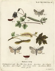 Grijze chi, Antitype chi en esdoornmot, Acronicta aceris. Handgekleurde kopergravure door Johann Carl Bock naar Eugenius Johann Christoph Esper