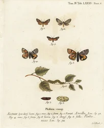 Dienstmeid mot, Dysauxes ancilla 1-3, en oranje ondervleugel, Archiearis parthenias 4-8. Handgekleurde kopergravure door Johann Carl Bock