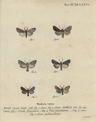 Hebreeuwse letter, zwartvlek kastanje, kleine quakermot, enz.