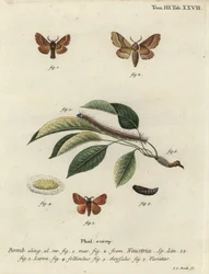 Lackey mot, Malacosoma neustria