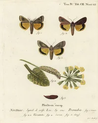 Grote gele ondervleugel, Noctua pronuba, en variëteiten. Handgekleurde kopergravure door Johann Carl Bock naar Eugenius Johann Christoph Esper