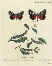 Licht karmozijnrode ondervleugelvlinder, Catocala promissa. Handgekleurde kopergravure door Johann Carl Bock naar Eugenius Johann Christoph Esper