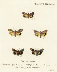 Lunaire gele ondervleugel, Noctua orbona 1, en kleinere breedgerande gele ondervleugel of Langmaid
