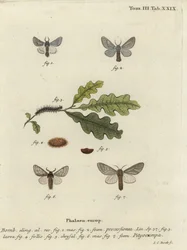 Eikenprocessierups, Thaumetopoea processionea