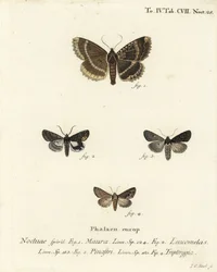Oude dame of zwarte ondervleugel, Mormo maura 1, oosterse alchemist, Aedia leucomelas 2, en Dypterygia scabriuscula 3,4. Handgekleurde kopergravure door Johann Carl Bock