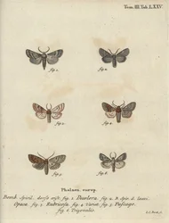 Poederachtige quaker, rode kastanje, baksteenmot, enz.