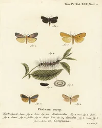 Roodnek voetsoldaat, Atolmis rubricollis 1, viervlek voetsoldaat, Lithosia quadra 2-6, en buff voetsoldaat, Katha depressa 7,9. Handgekleurde kopergravure door Johann Carl Bock naar Eugenius Johann Christoph Esper
