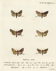 Zeldzame zilveren Y, Syngrapha interrogationis, gewone gouden Y, Autographa jota, goudvlek, Plusia festucae. Handgekleurde kopergravure door Johann Carl Bock naar Eugenius Johann Christoph Esper