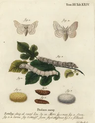 Zijde mot, Bombyx mori