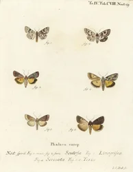 Gevlekte klaver, Schinia scutosa, Epilecta linogrisea, Guernsey ondervleugel, Polyphaenis sericata, en stro ondervleugel, Thalpophila matura. Handgekleurde kopergravure door Johann Carl Bock naar Eugenius Johann Christoph Esper