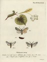 Sprawler mot, Asteroscopus sphinx