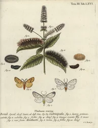 Witte hermelijn, Spilosoma lubricipeda