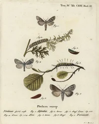 Alsemvlinder, Cucullia absinthii, elzenvlinder, Acronicta alni en Cucullia tanaceti. Handgekleurde kopergravure door Johann Carl Bock naar Eugenius Johann Christoph Esper