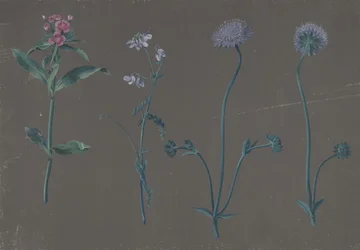 Studie van Drie Bloemen, 1781