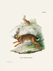 Cape Hare  Door Johann Christian Daniel Von Schreber.