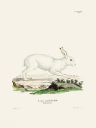 White Hare door Johann Christian Daniel von Schreber