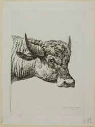 Hoofd van een Buffel, uit Die Zweite Thierfolge