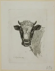 Hoofd van een jonge stier, uit Die Zweite Thierfolge