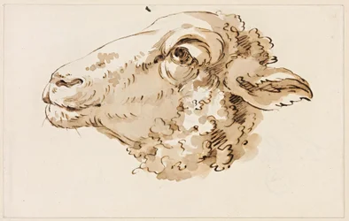 Kop van een schaap naar links