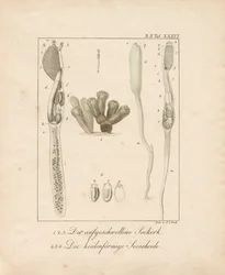 Anatomie van ongewervelde zeedieren: Zeekurk en Zeeprik (koperplaatgravure)