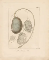 De eierstructuur (ingekleurde koperplaatgravure)