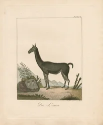 De lama (handgekleurde litho)