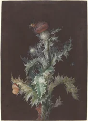 Distel met Insecten