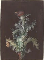 Distel met insecten, ca. 1755