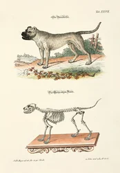 Boarhound en zijn skelet