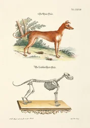Greyhound en zijn skelet