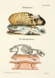 Cavia en zijn skelet