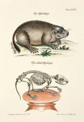 Marmot en zijn skelet