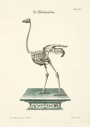 Struisvogel Skelet