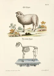 Schapen en hun skelet
