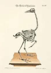 Skelet van de roerdomp