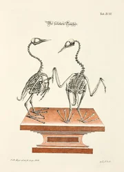 Skelet van de duiker