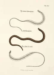 Trage worm en zijn skelet
