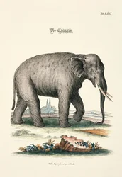 De olifant
