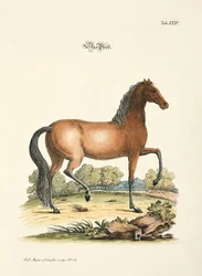 Het paard