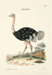 De struisvogel
