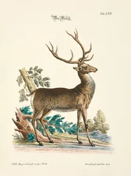 Het edelhert