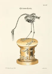 De kraanvogel met skelet