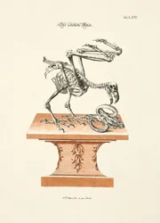 De adelaar met skelet